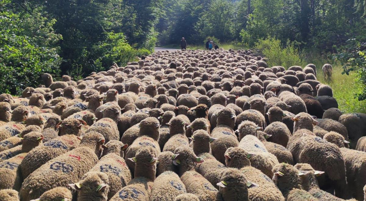 transhumance