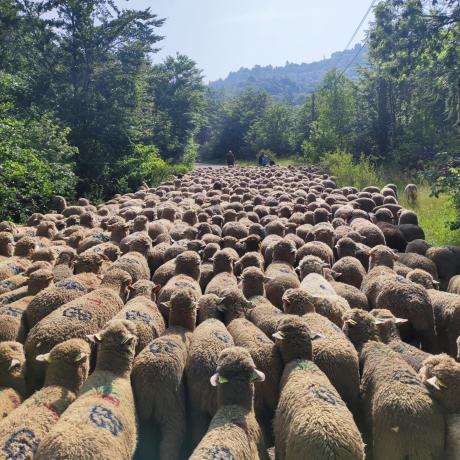 transhumance