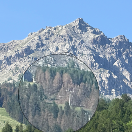 tordeuse du melèze