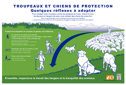 chien protection troupeau